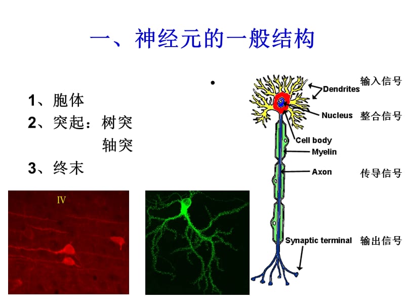 神经元和神经胶质细胞2.ppt_第3页