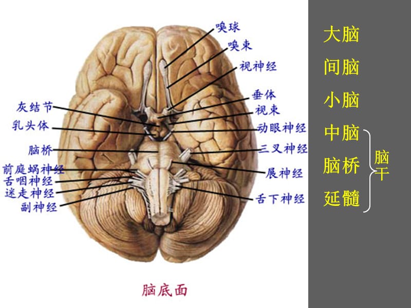 系统解剖学脑神经小结.ppt_第2页