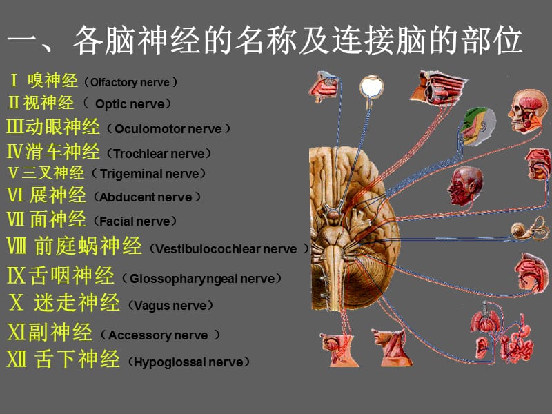 系统解剖学脑神经小结.ppt_第3页