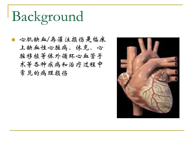 线粒体钙单向转运体在心肌缺血再灌注损伤中的作用.ppt_第2页