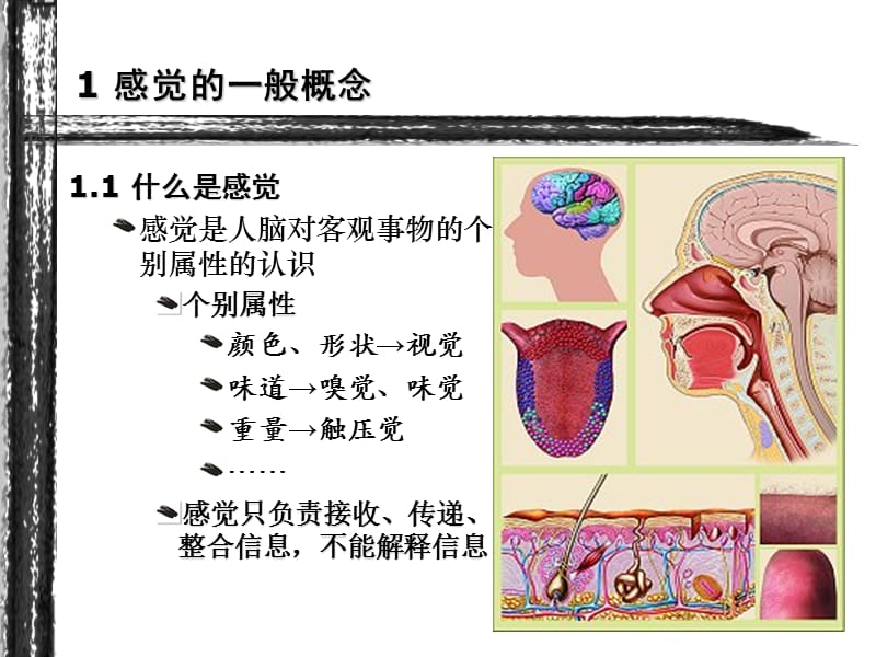 心理学PPT03-感觉.ppt_第2页