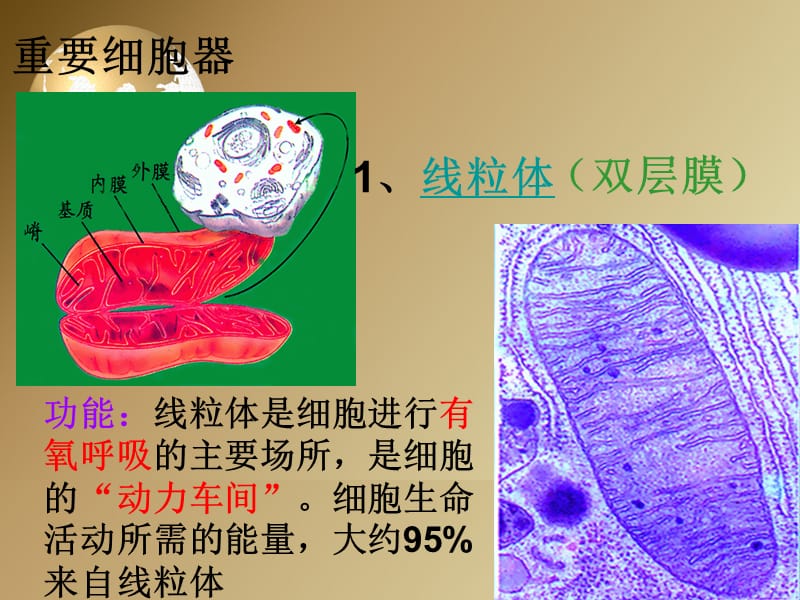 细胞器-系统内的分工合作.ppt_第3页