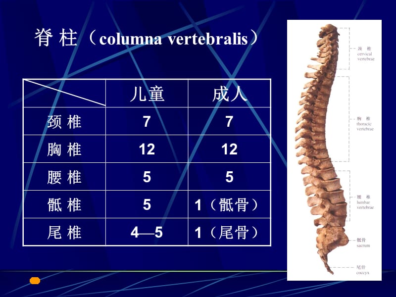 躯干骨及其连接.ppt_第3页