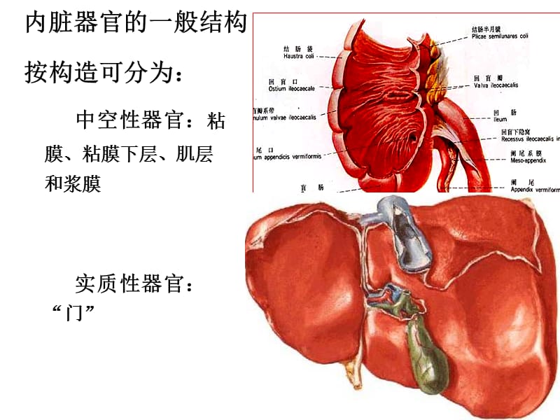 消化.呼吸.泌尿2010药学秦.ppt_第3页