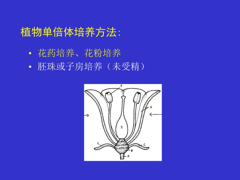 植物花药和花粉培养-.ppt_第2页