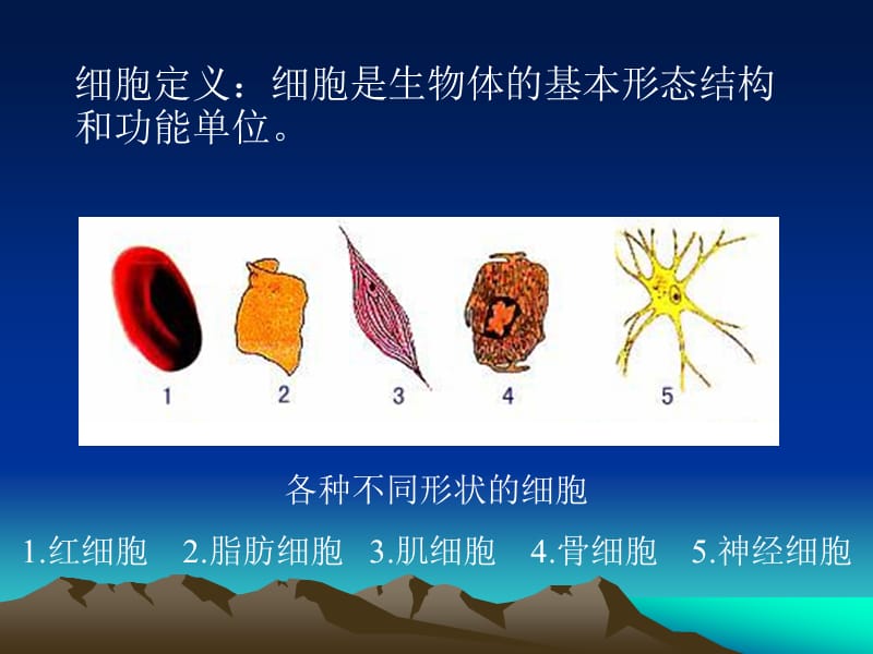 正常人体学 第二章 细胞.ppt_第3页