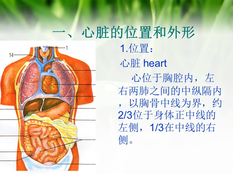 心脏电生理--.ppt_第3页