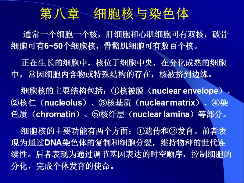 通常一个细胞一个核肝细胞和心肌细胞可有双核破骨细胞.ppt_第1页