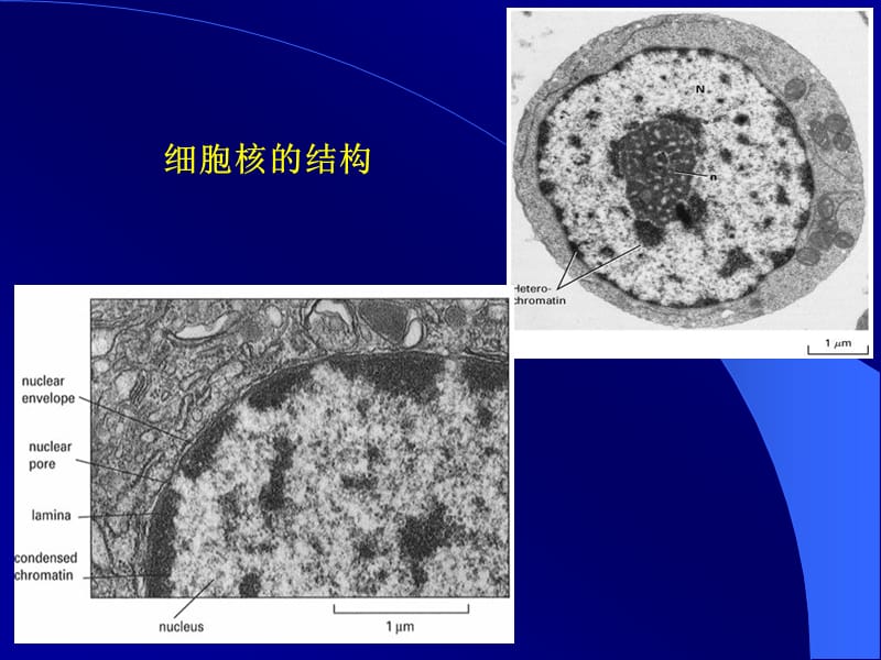 通常一个细胞一个核肝细胞和心肌细胞可有双核破骨细胞.ppt_第2页