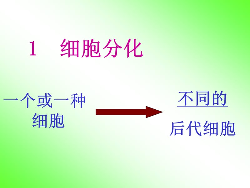 细胞分化国兴中学张贤芳.ppt_第3页