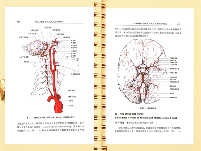 神经系统疾病定位诊断学-中枢神经系统的血液供应和血管病变.ppt_第2页