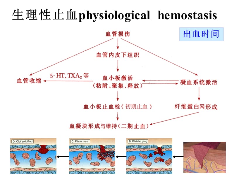 血液生理2.ppt_第3页