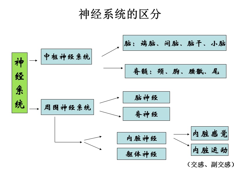 神经系统总论、脊髓和脑干V.ppt_第3页