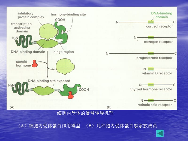 通过细胞内受体介导的信号传递.ppt_第2页