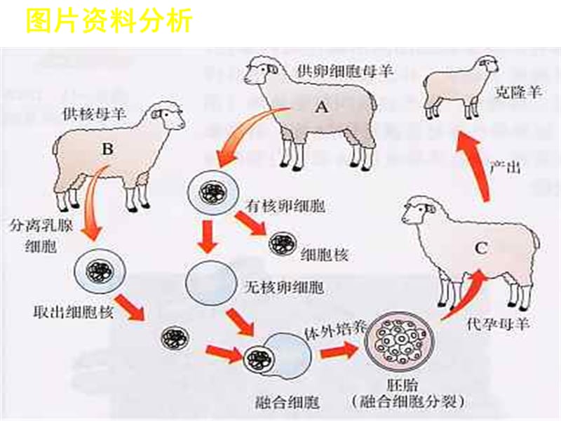 细胞核是遗传信息库.ppt_第3页