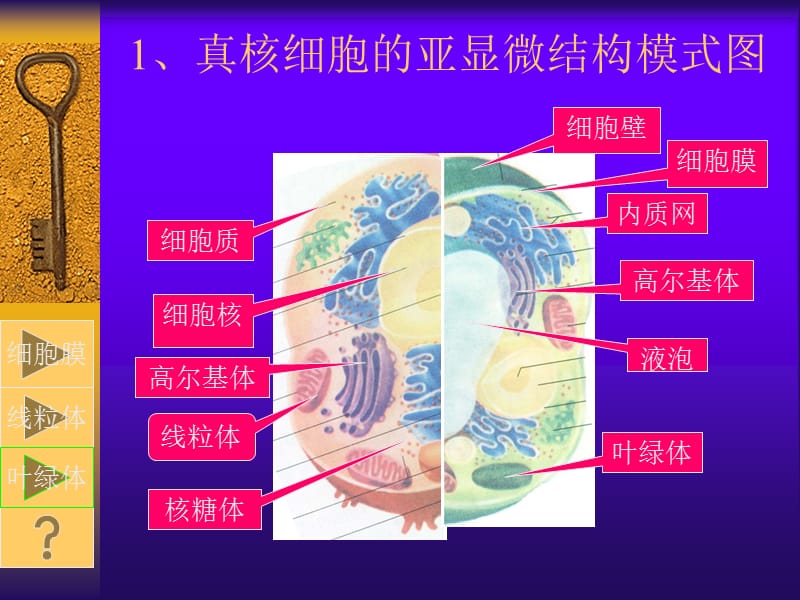 细胞的结构与功能.ppt_第2页