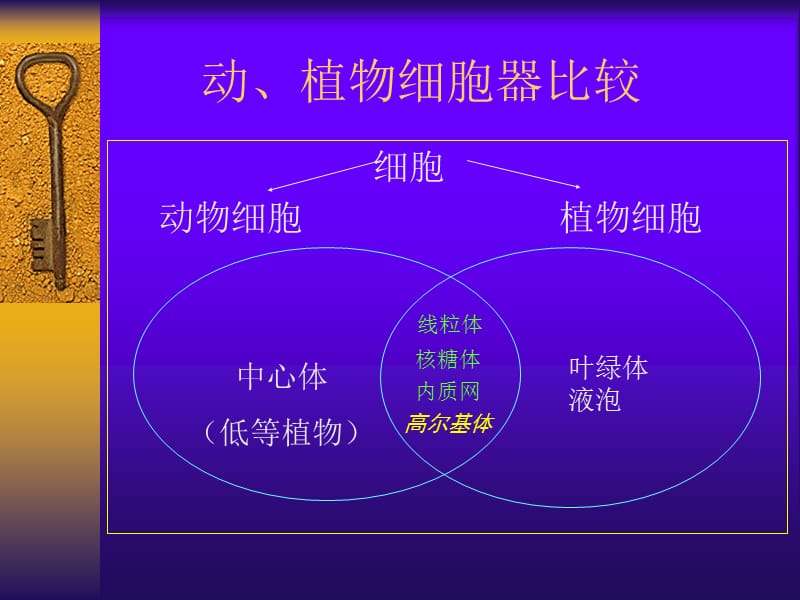 细胞的结构与功能.ppt_第3页