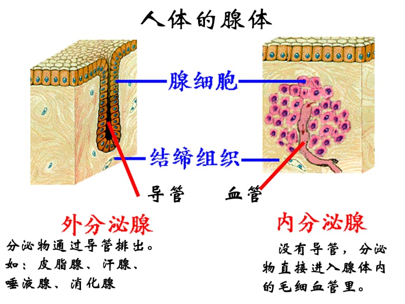 通过激素的调节.ppt_第3页