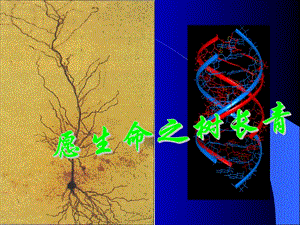 神经系统结构及神经心理功能.ppt