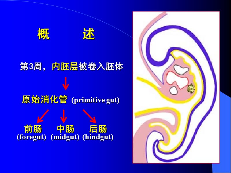 组织学与胚胎学23章消化系统和呼吸系统的发生.ppt_第2页