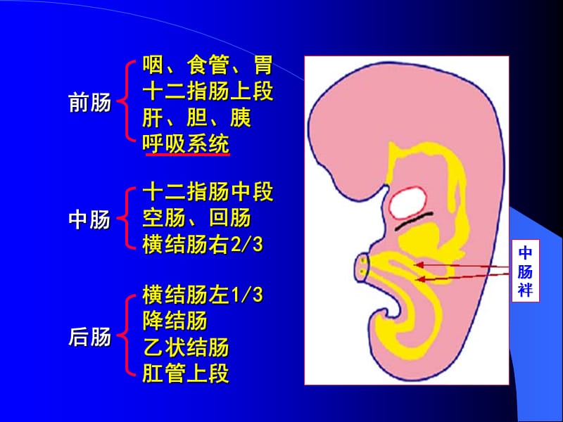 组织学与胚胎学23章消化系统和呼吸系统的发生.ppt_第3页