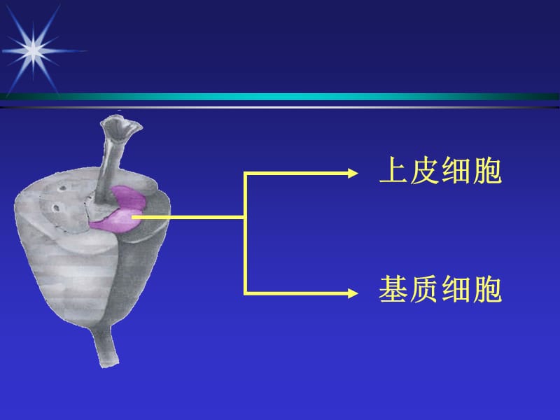 保列治新员工培训资料-5－prowess研究-小鸡蛋大蛋黄.ppt_第2页