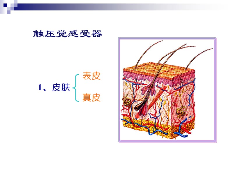 语言的生物基础-4-触觉(2).ppt_第1页