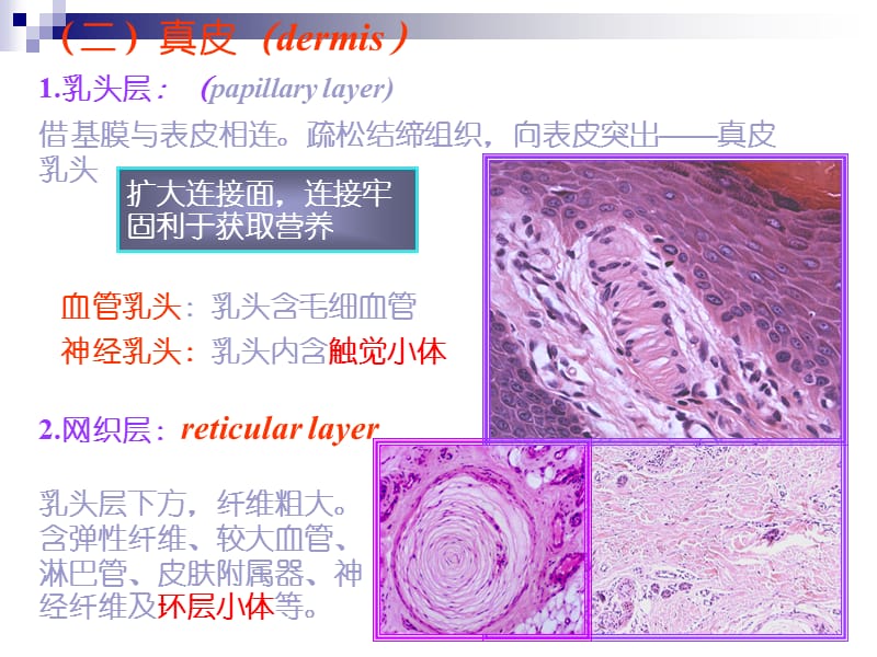 语言的生物基础-4-触觉(2).ppt_第3页