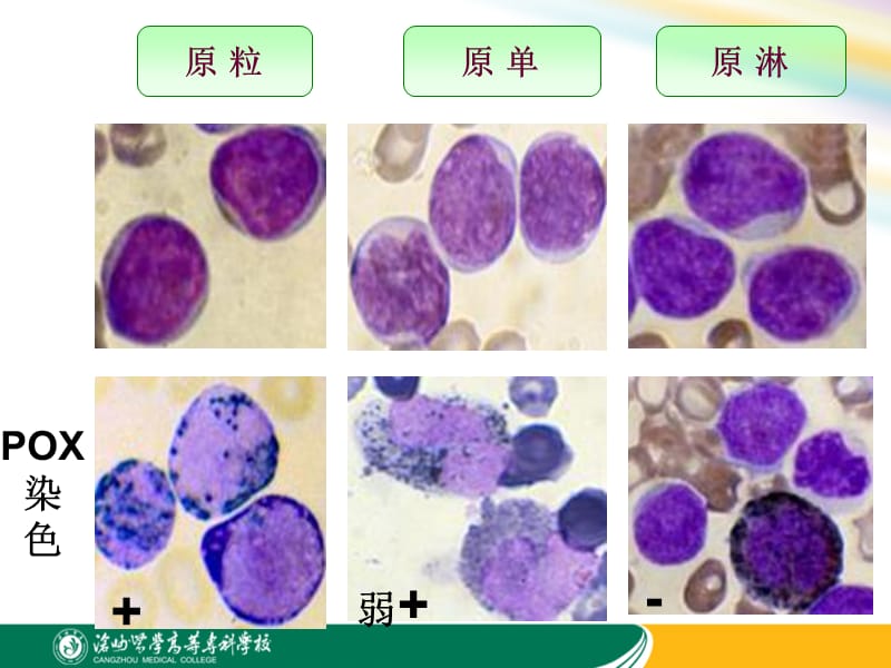 项目三细胞化学染色.ppt_第3页