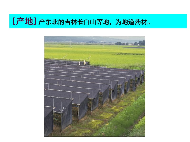 东北地区地道中药材资源.ppt_第3页