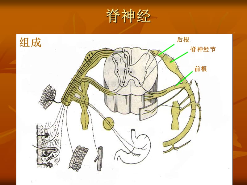 腰椎脊柱神经学.ppt_第2页