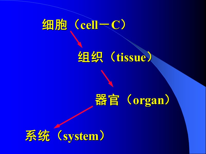 组织学与胚胎学第一章组织学绪论.ppt_第3页