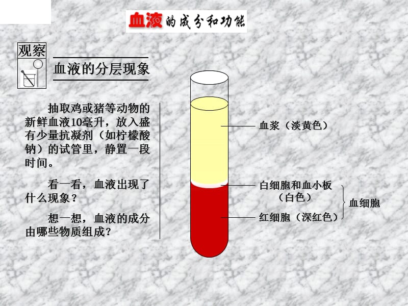 血液循环机人体的排泄授课.ppt_第2页