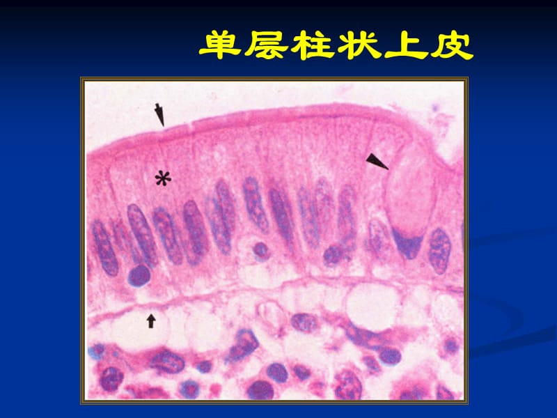 组织胚胎学复习课件08.ppt_第1页