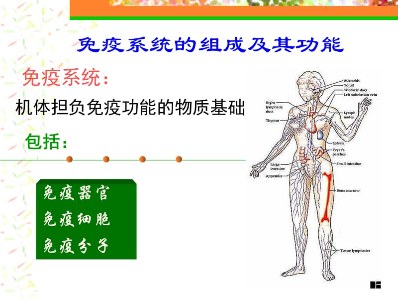 绪论 抗原(药本).ppt_第3页