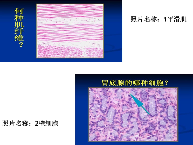组织学与胚胎学的玻片图.ppt_第1页