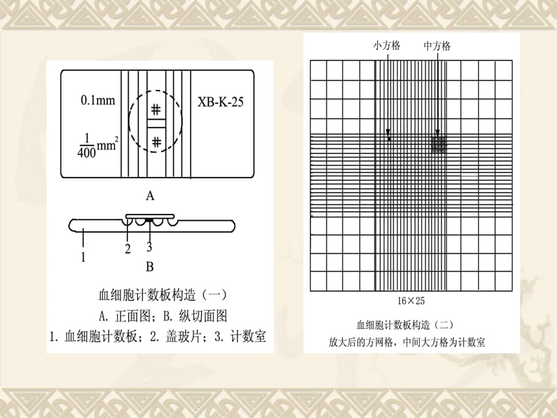 血球计数板使用及相关计算.ppt_第3页