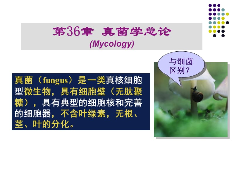 真核细胞型微生物有典型的细胞核和细胞器广泛存在.ppt_第2页