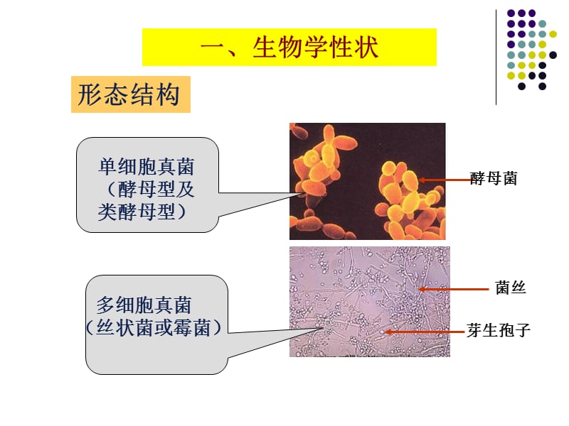 真核细胞型微生物有典型的细胞核和细胞器广泛存在.ppt_第3页