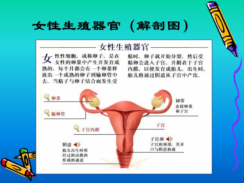 青春期少女生理与心理卫生.ppt_第2页