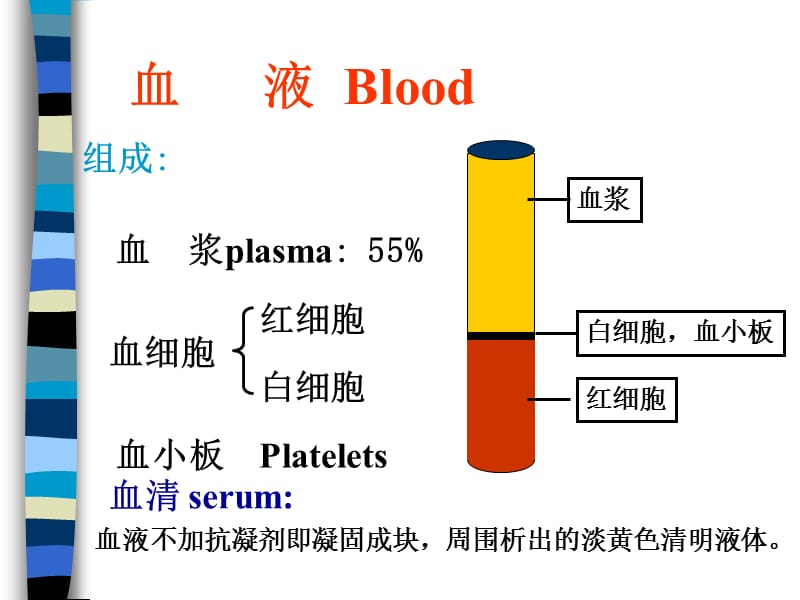 血液与肌组织.ppt_第2页