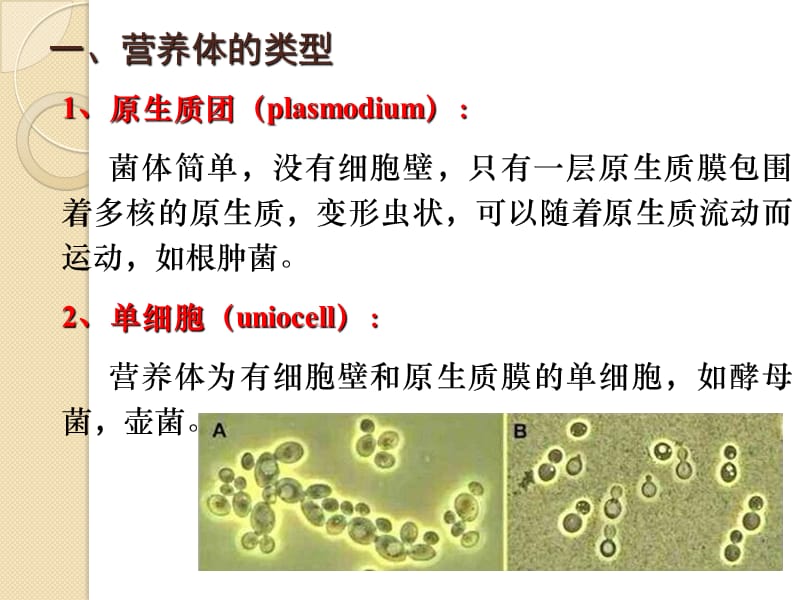 真菌的营养体.ppt_第2页