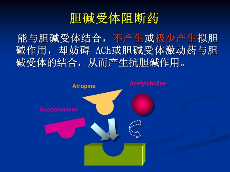 药理学 胆碱受体阻断药.ppt_第2页