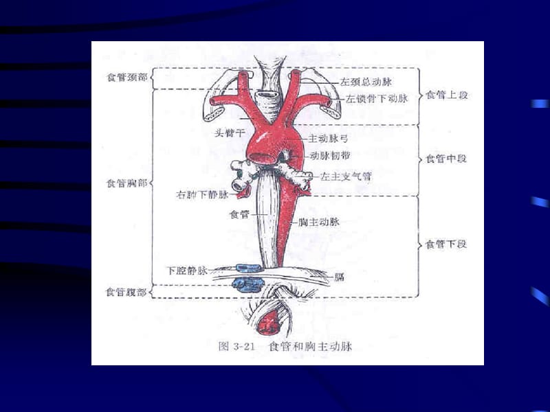 食管癌ppt课件.ppt_第3页