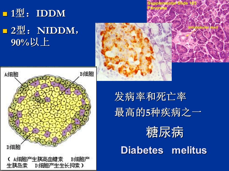 胰岛素及口服降血糖药INSULINANDORALHYPOGLYCEMICAGENTSppt课件.ppt_第3页