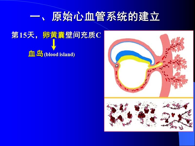 组织学与胚胎学25章心血管系统的发生.ppt_第3页