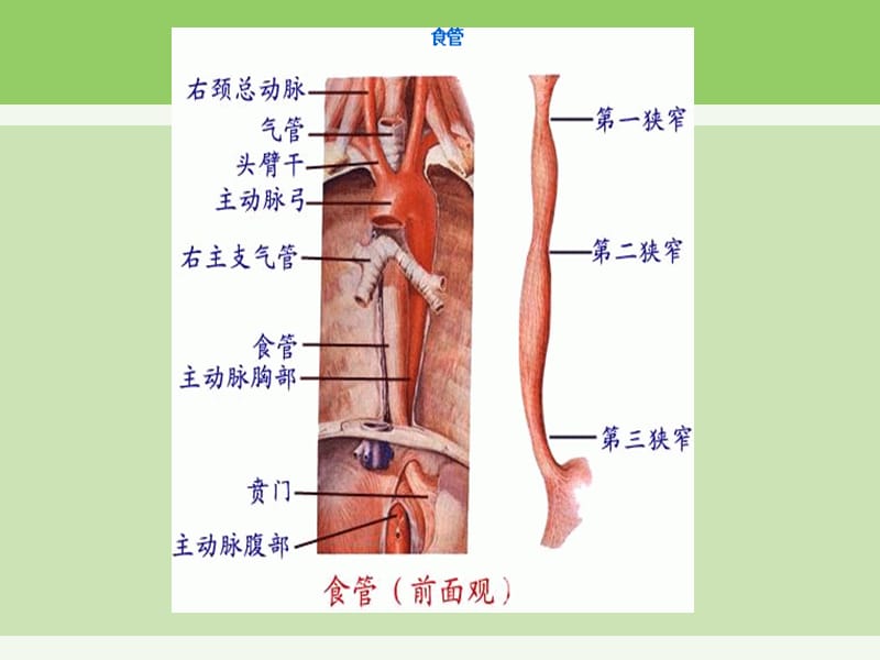 食道癌护理查房.ppt_第3页