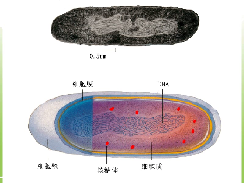 真核细胞与原核细胞课件 高一生物课件.ppt_第2页