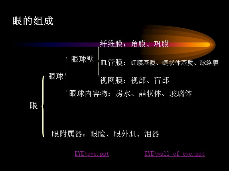 眼(eye)视觉器官.ppt_第3页