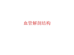 血管解剖结构秦亚丽.ppt